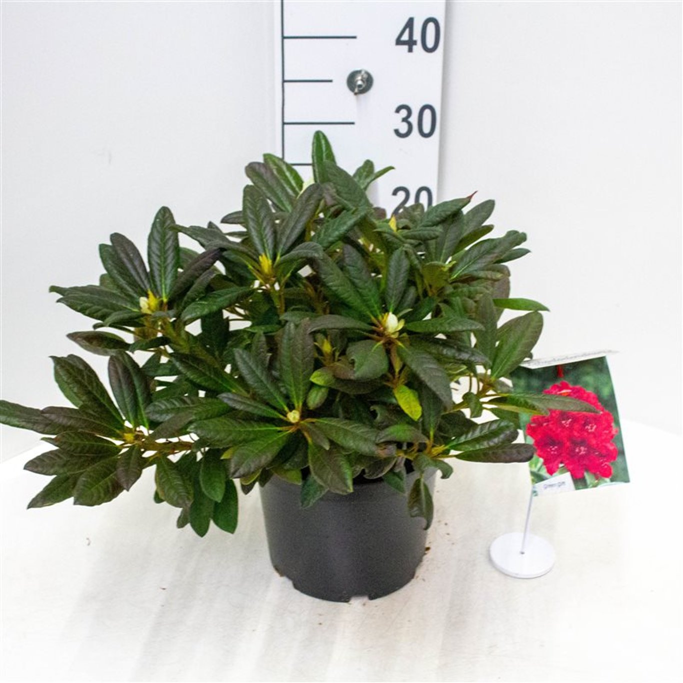 Rhododendron – Rhododendron 'Elizab. Red Foliage' - C5 30-40 CM